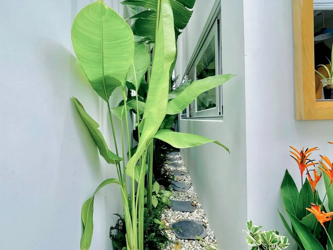 Nhà phố có sân thượng xanh